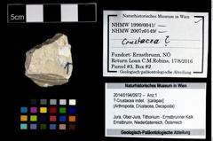 Foto (Objekt + Etikett) von ? Crustacea indet.  (NHMW-GEO-2014-0194-0972)